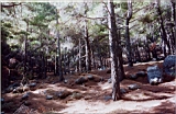 10 Pine forest_ understorey.jpg